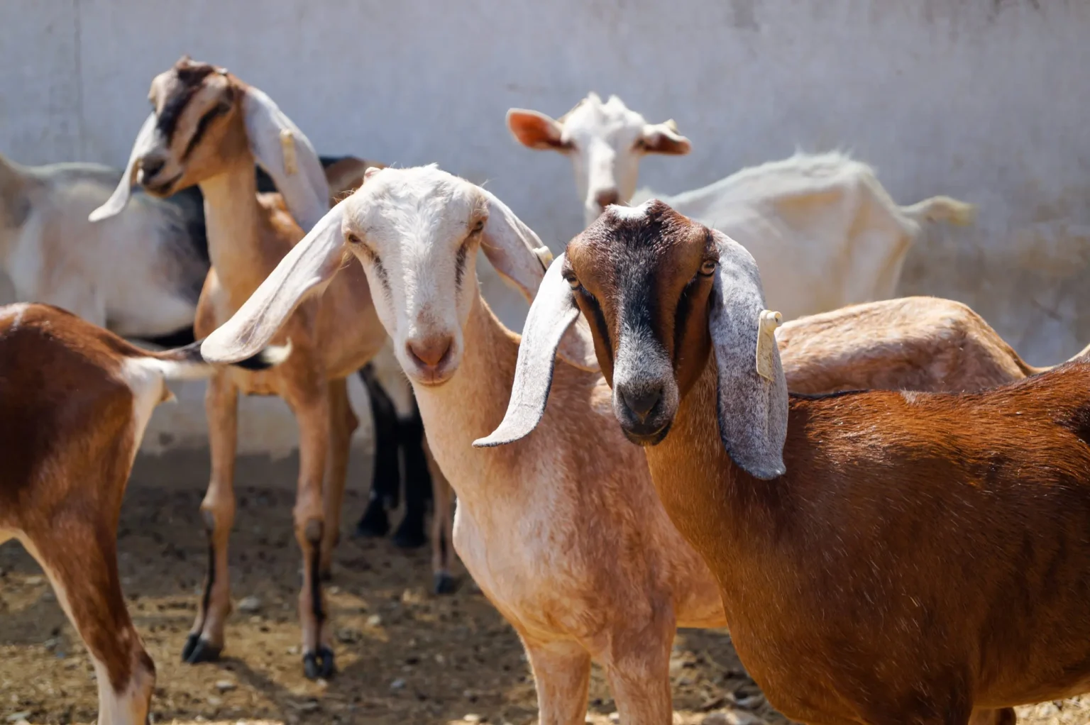 Goat Farming Krushi Purak Udyog शेळीपालन आणि कृषीपूरक उद्योग आम्ही कास्तकार