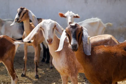 Goat Farming Krushi Purak Udyog शेळीपालन आणि कृषीपूरक उद्योग आम्ही कास्तकार